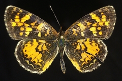 Phyciodes batesii lakota