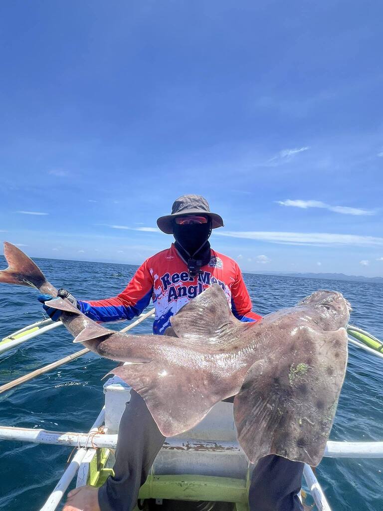 Cailliet's Angelshark