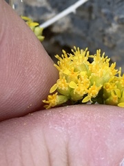 Amphipappus fremontii