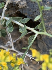 Amphipappus fremontii