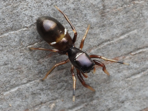 Synageles occidentalis