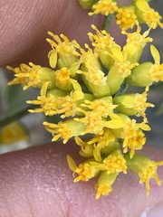 Amphipappus fremontii