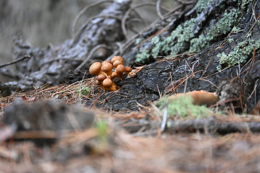 Gymnopilus junonius · April 2026 · photo: © jon_sullivan (iNaturalist, cc-by)
