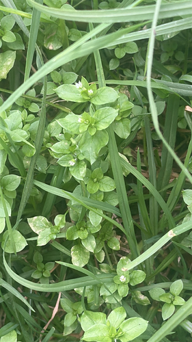 Stellaria media observed 2026-05-09