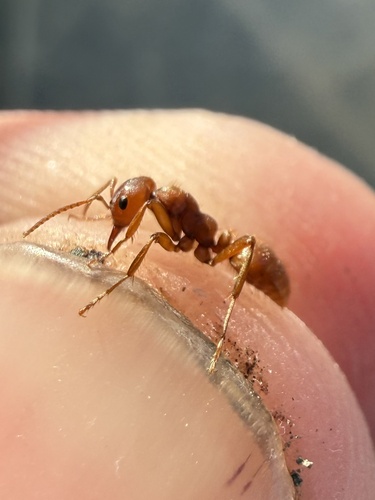 Polyergus brevicepsPolyergus breviceps