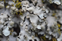 Phaeophyscia hispidula