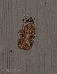Agonopterix clemensella