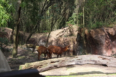 Tragelaphus eurycerus