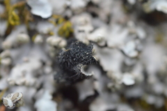 Phaeophyscia hispidula