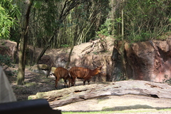 Tragelaphus eurycerus