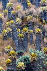 Espeletia hartwegiana