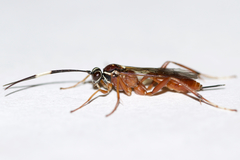 Ischnus inquisitorius