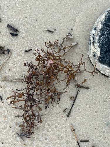 Sargassum natans observed 2026-05-09
