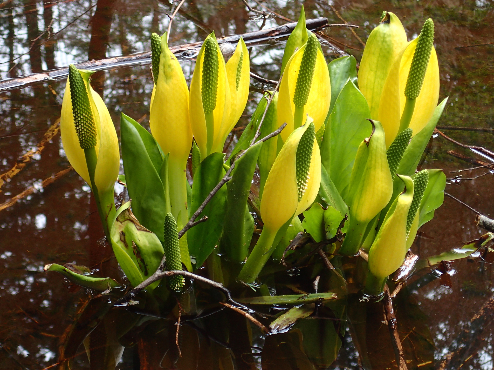 Lysichiton americanus
