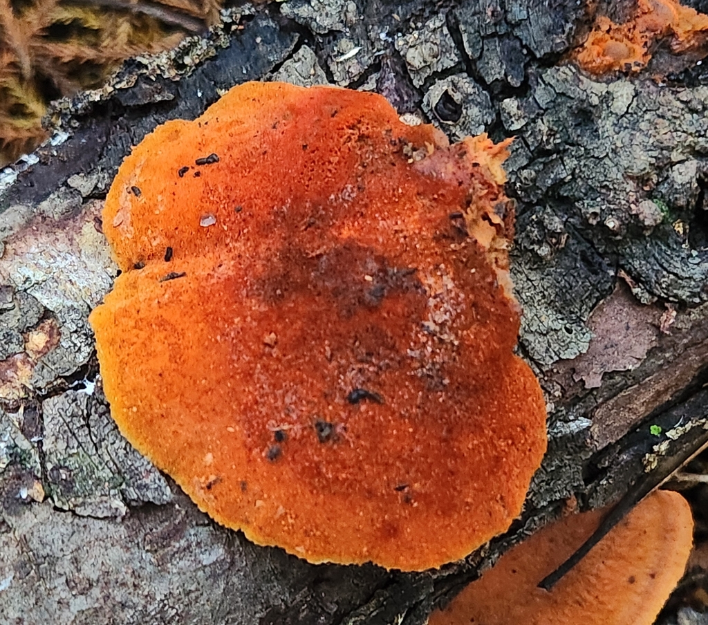 Trametes coccinea · May 2026 · photo: © claire_grace83 (iNaturalist, cc-by)