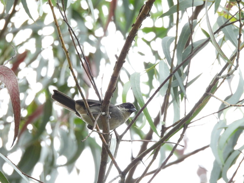 Bay-crowned Brushfinch (Atlapetes seebohmi), photo 4