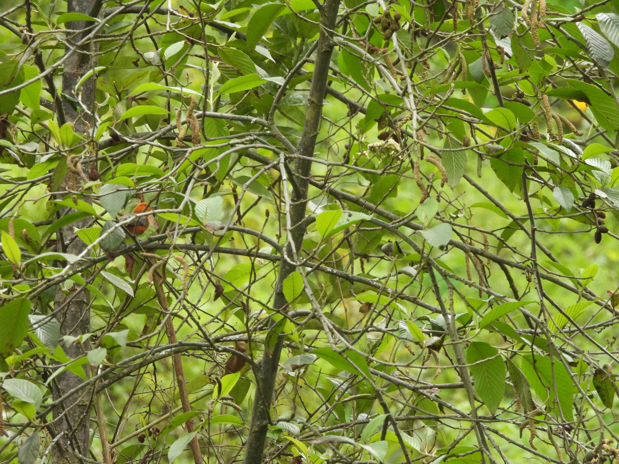Rufous-chested Tanager (Thlypopsis ornata), photo 3