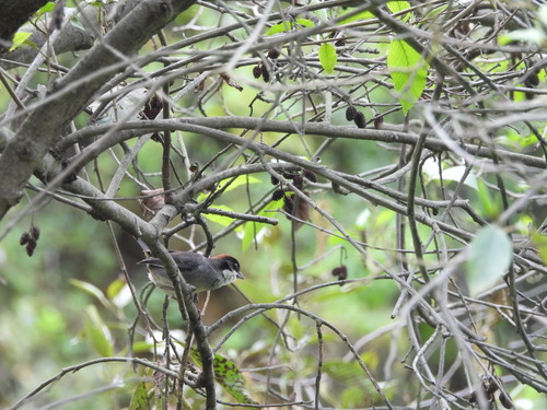 Bay-crowned Brushfinch (Atlapetes seebohmi), photo 5