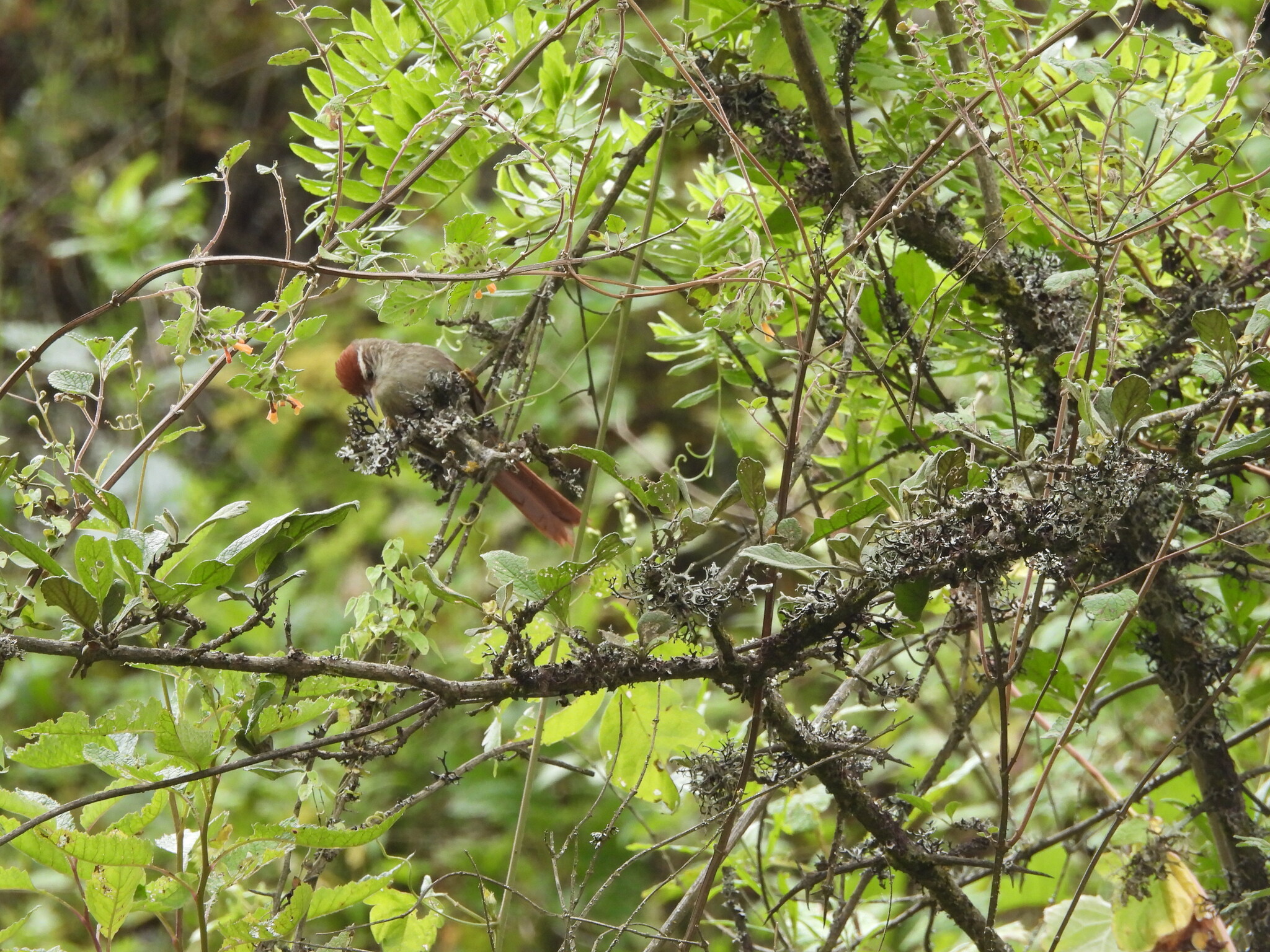 Line-cheeked Spinetail (Cranioleuca antisiensis), photo 3