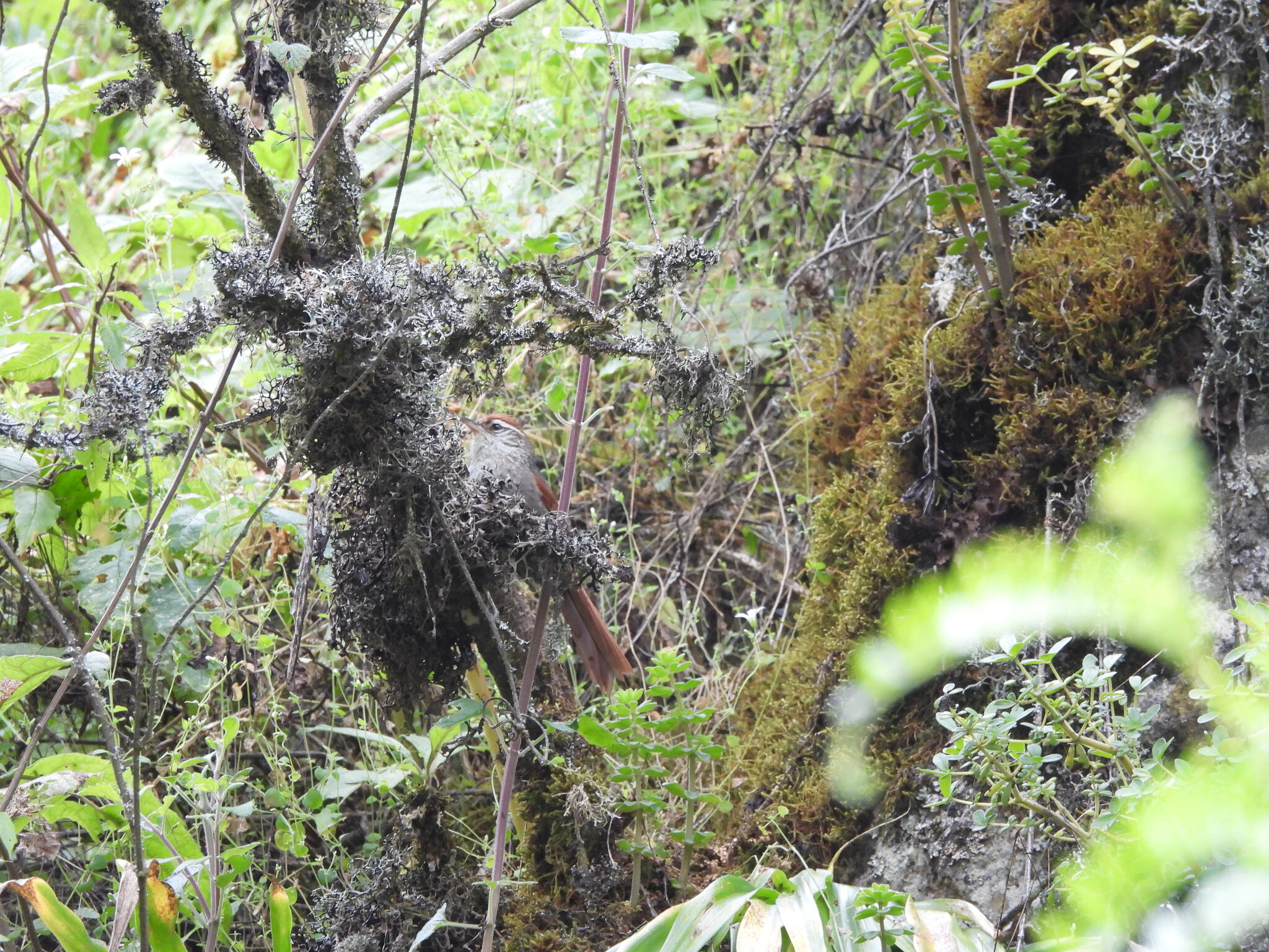 Line-cheeked Spinetail (Cranioleuca antisiensis), photo 2