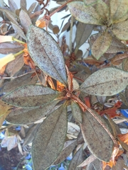 Heliothrips haemorrhoidalis