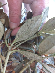 Heliothrips haemorrhoidalis