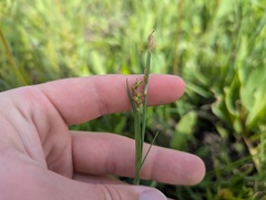 (c) Ryan Sorrells, some rights reserved (CC BY) Carex meadii, photograph (c) Ryan Sorrells, some rights reserved (CC BY)