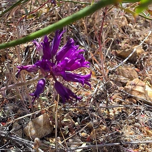 Allium fimbriatum