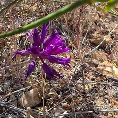 Allium fimbriatum