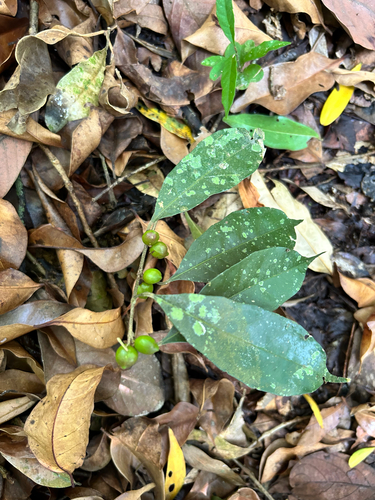 Aporosa lanceolata observed 2026-03-15