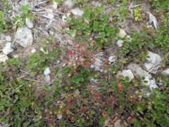 Androsace occidentalis, photograph (c) Ryan Sorrells, some rights reserved (CC BY)