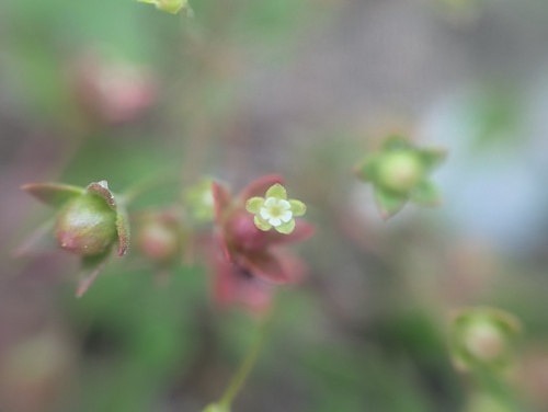 Androsace occidentalis, photograph 6