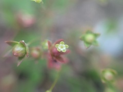 Androsace occidentalis, photograph (c) Ryan Sorrells, some rights reserved (CC BY)