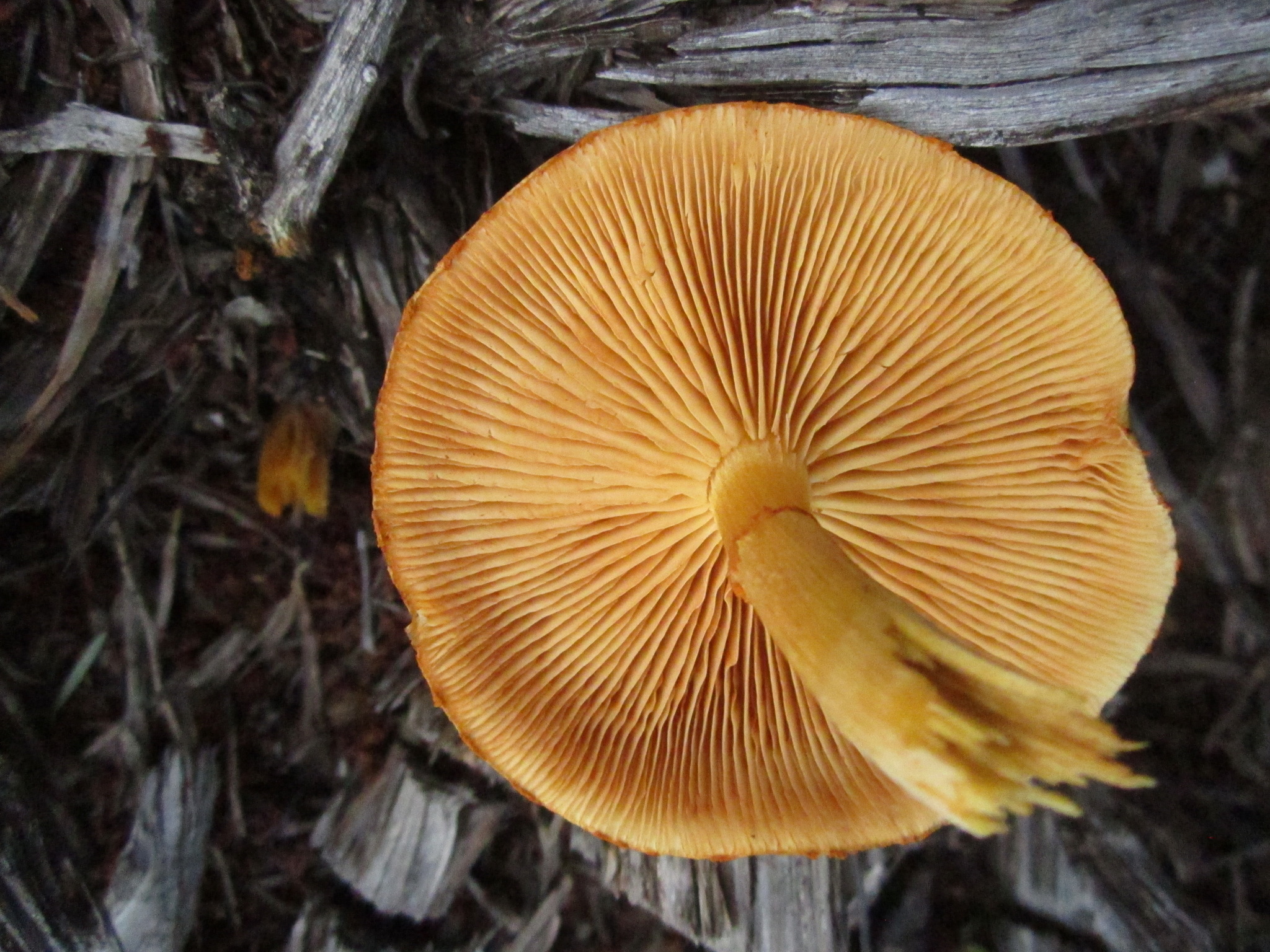 Gymnopilus thiersii image