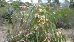 Eucalyptus leucoxylon leucoxylon