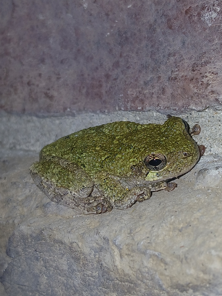 Gray Treefrog Species Complex from Washington Township, IN, USA on May ...
