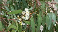 Eucalyptus leucoxylon leucoxylon