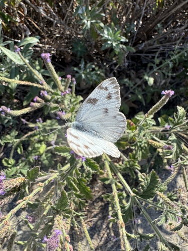 iNaturalist observation photo of Checkered White