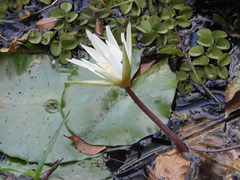 Nymphaea pulchella, photograph (c) Alex Baxter, some rights reserved (CC BY)