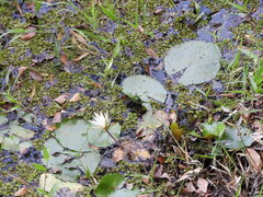 Nymphaea pulchella, photograph (c) Alex Baxter, some rights reserved (CC BY)