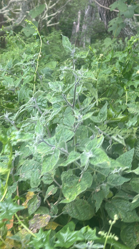Physalis peruviana observed 2026-05-09