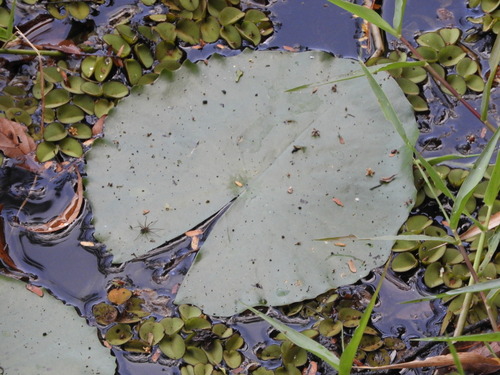Nymphaea pulchella, photograph 4
