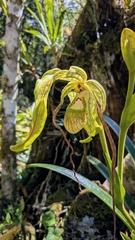 Phragmipedium caudatum, photograph (c) Thibaud Aronson, some rights reserved (CC BY-SA)