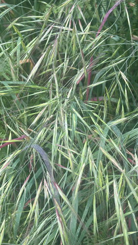 Bromus diandrus, 2026-05-09