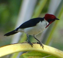 Masked Cardinal photo 2
