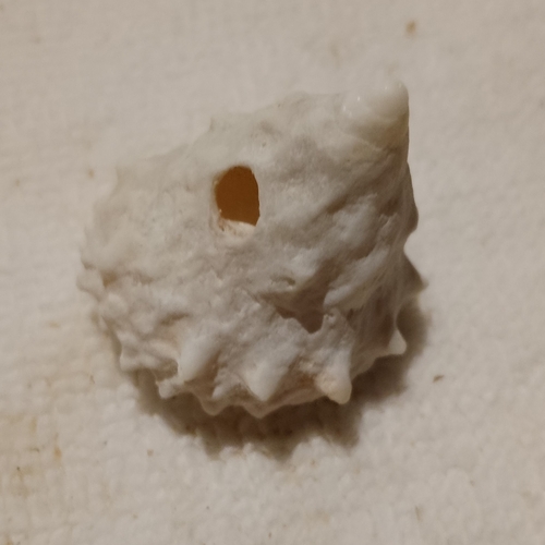 Astralium rhodostoma observed 2026-04-22