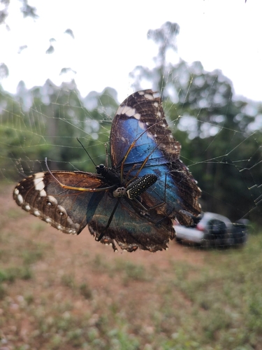 Common Morpho