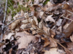 Platanthera clavellata