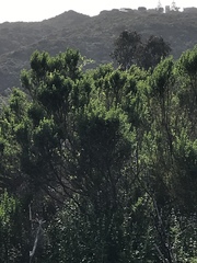 Baccharis pilularis consanguinea