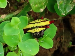 Gasteracantha diadesmia